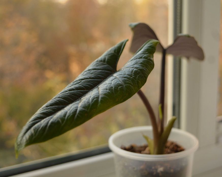 Распродажа коллекции Алоказия Скальптрум (Scalprum)