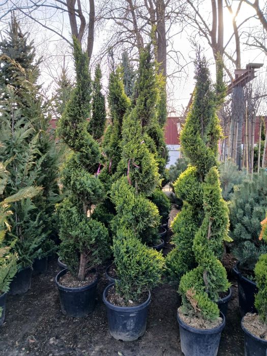 Plante ornamentale