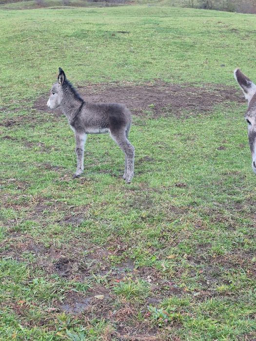 Magarita de vanzare cu pui