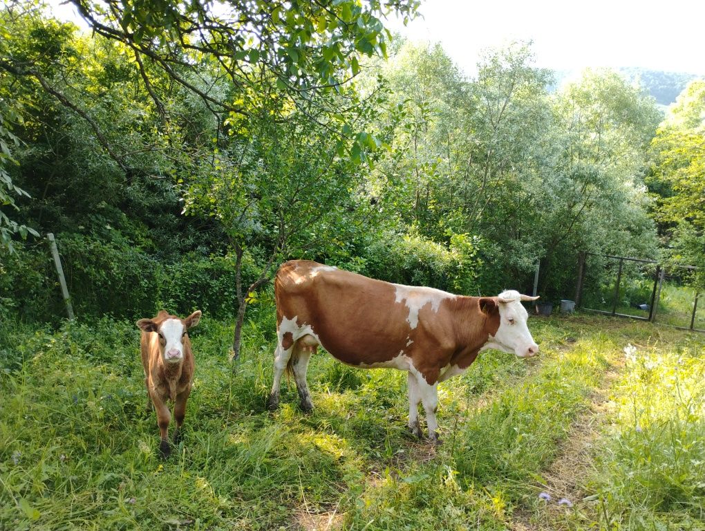 Vacă la prima fătare cu vițică