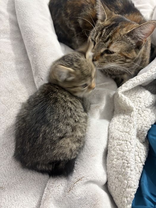 Donez pui pisica o luna urgent