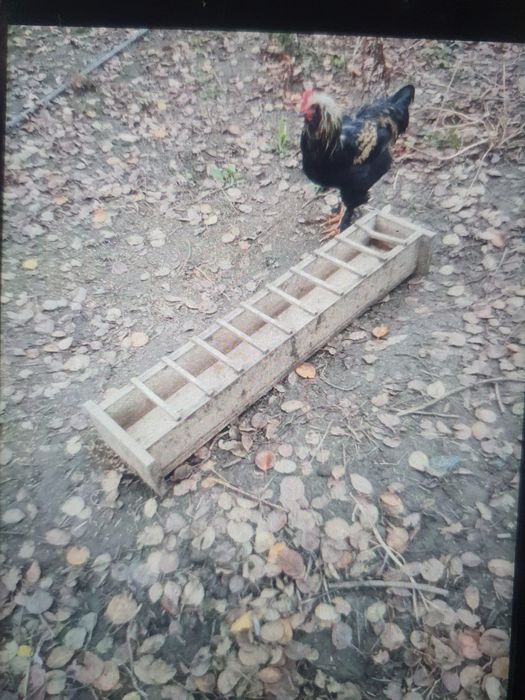 Vând cocosi de casă