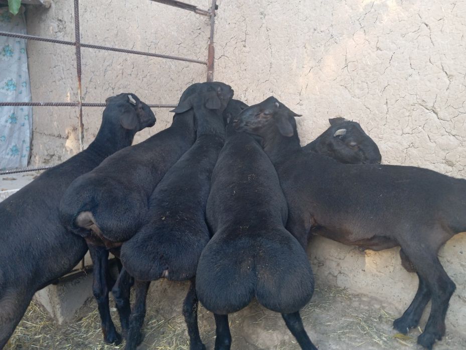 Qo'chqorla sotiladi