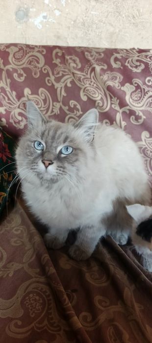 mushuk Arabistondan kelgan