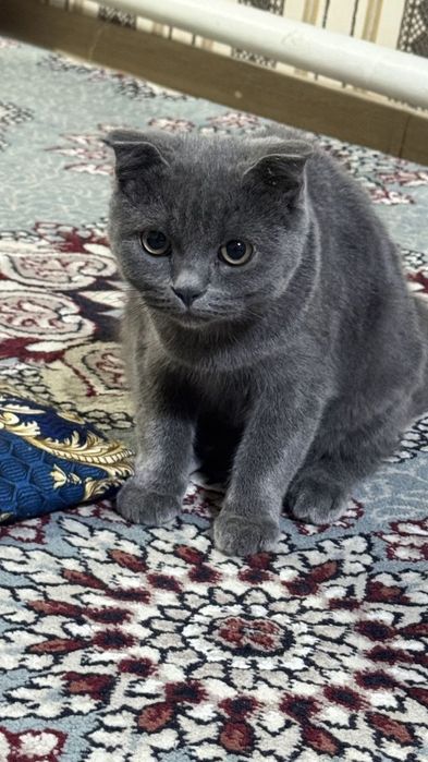 Mushuk pishak sotiladi