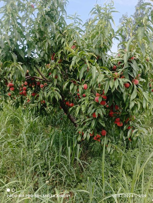 Бахорги экиш учун барча турдаги мевали ва манзарали кучатлар.