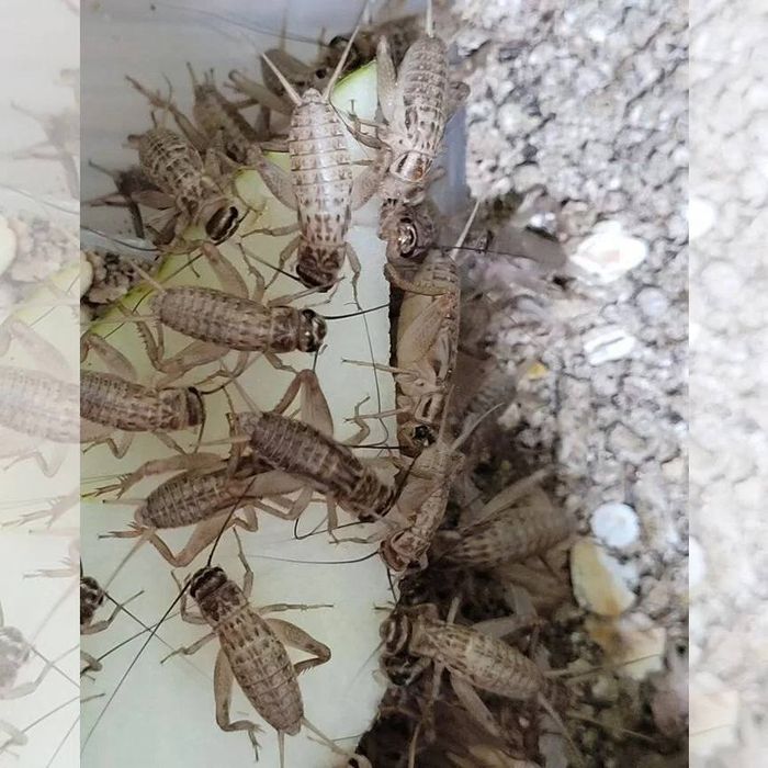 Банановый сверчек домашнего разведения