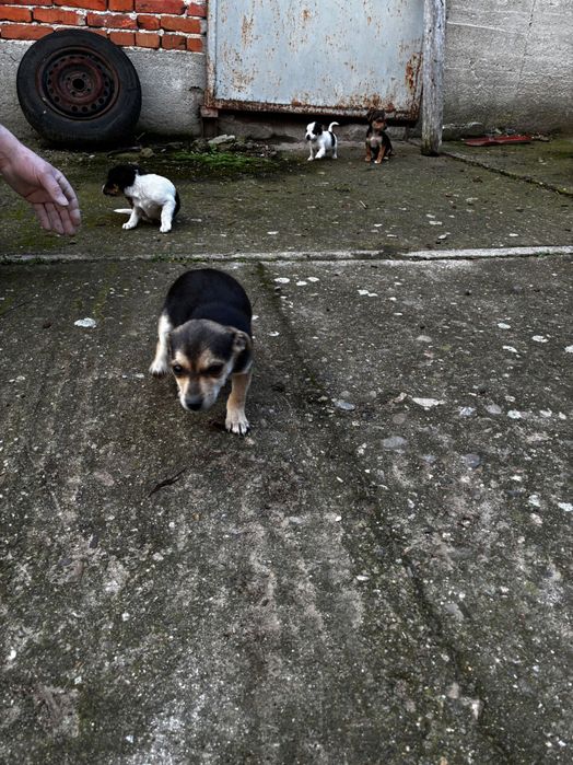 Подарявам кученца