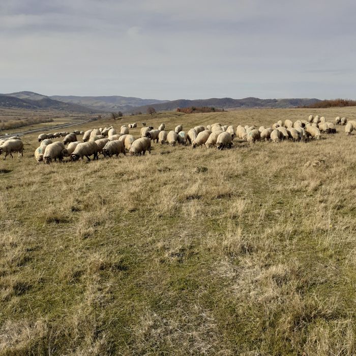 Vînd 200 oi țurcane