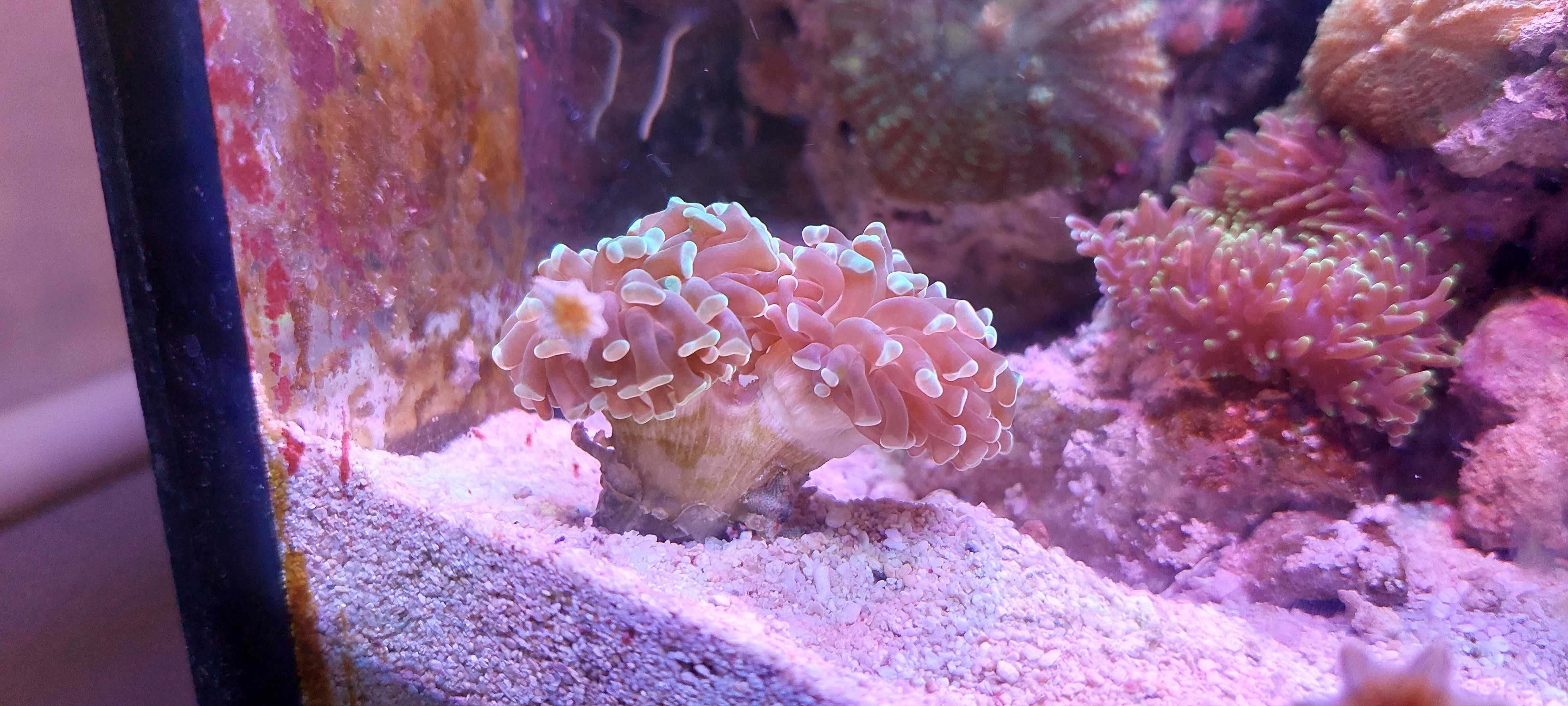 Corali de acvariu marin