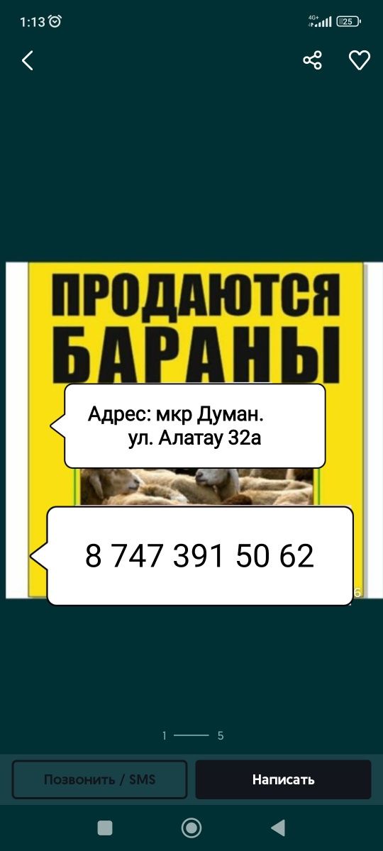 Кой токтушки продаю. Выбор коп