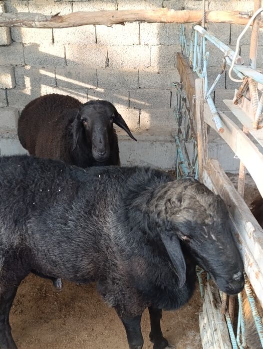 Qoʻchqor lar 2 ta kotta tetuk