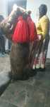 Vand piele urs Anu nou
