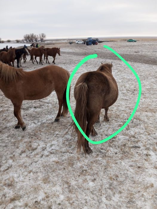 Бие қысыр семіз 8 жаста