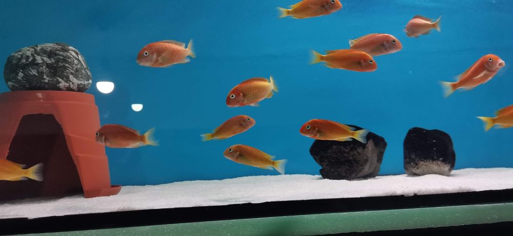 Рибки Африкански цихлиди Tropheus Red Bishop 13-14 см