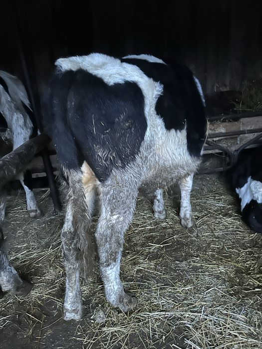 Vând vițele și tăuraș