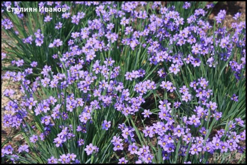 Сисиринхиум, синеока трева (Sisyrinchium angustifolium)