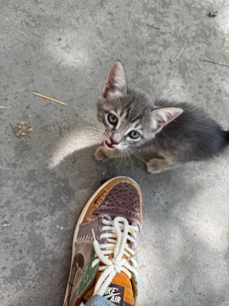 Котенок ищет ответственного человека!