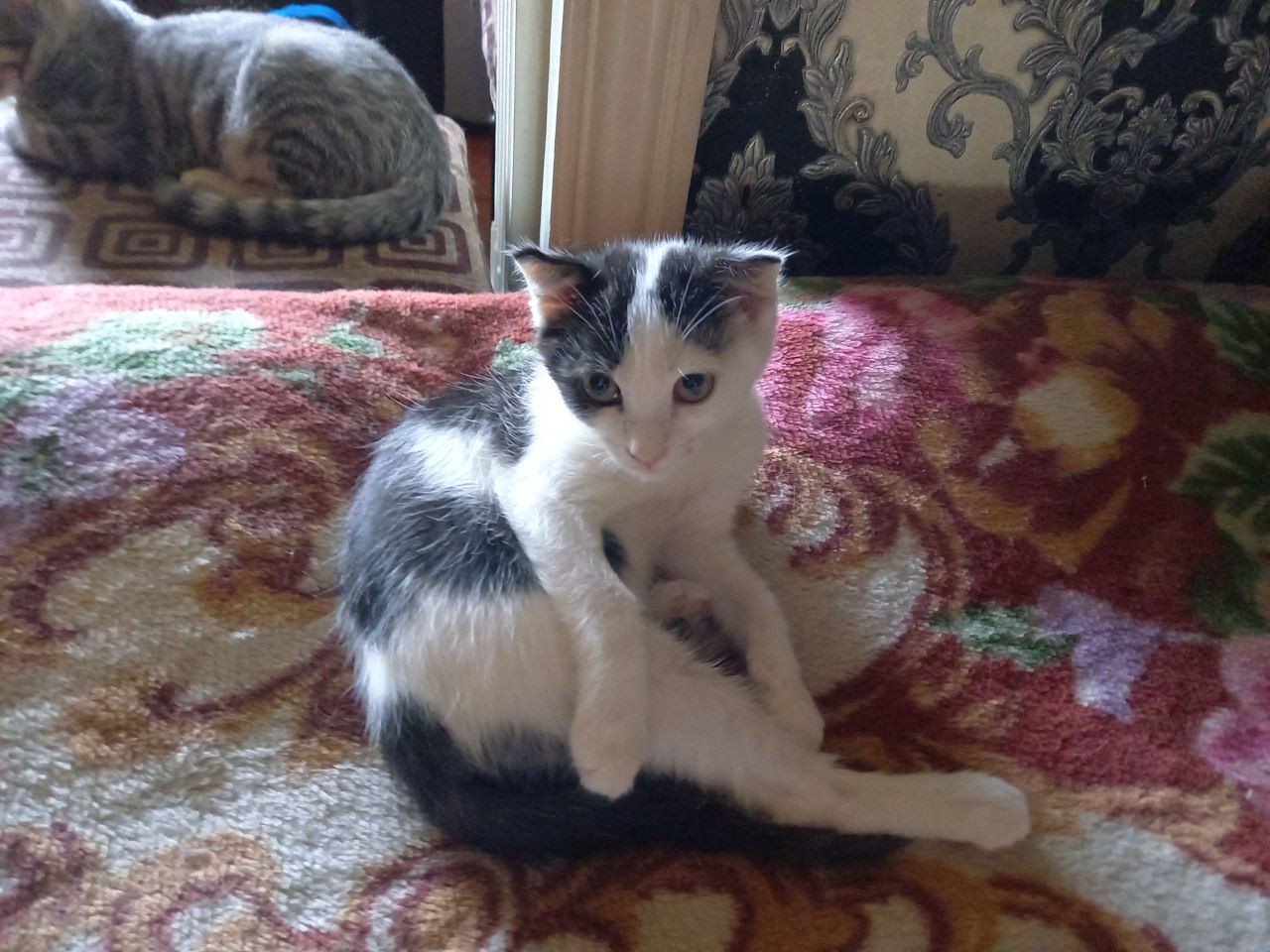 Пристраиваем котят в хорошие руки