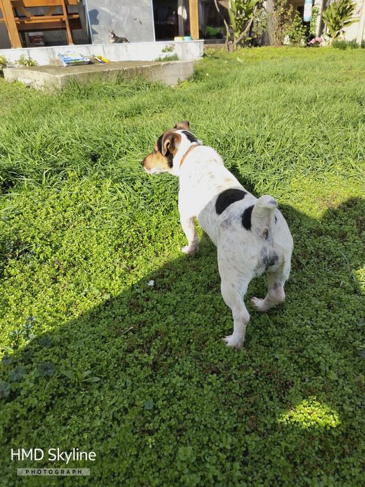 Женско Джак рьселче ваксинирано обезпаразитено с паспорт