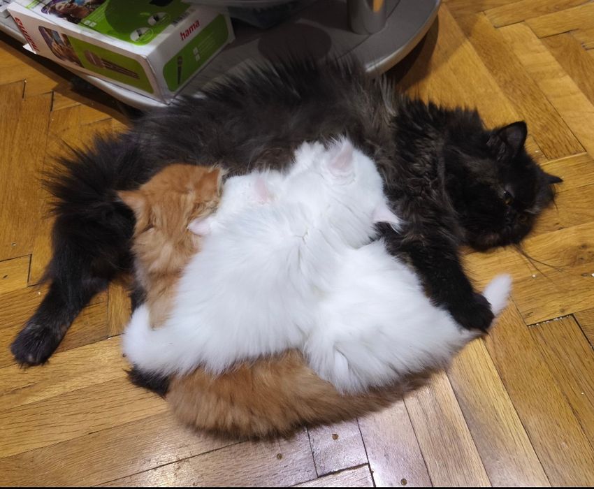 Породисти персийски котета