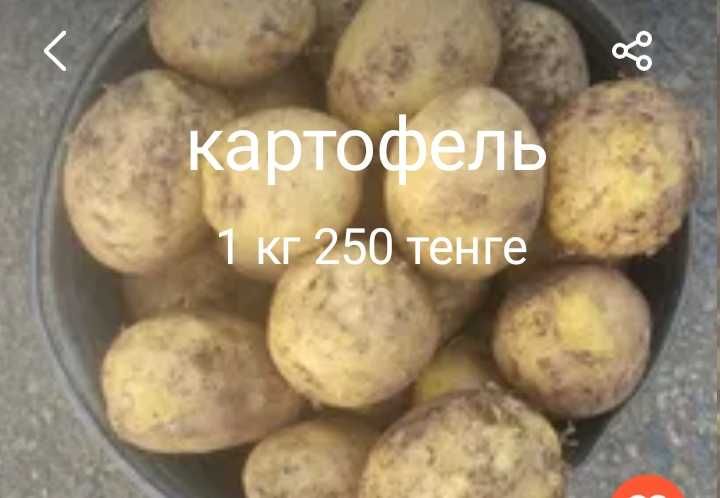 Картофель 1 кг 250 тенге