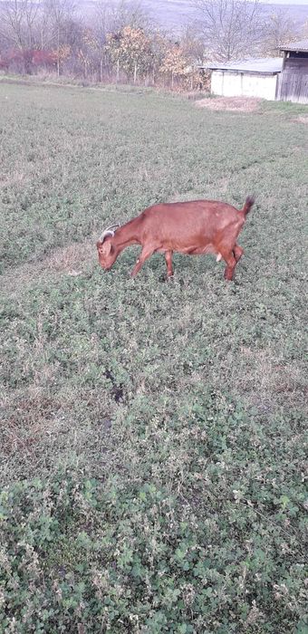 Vând  capră de trei ani la primăvară