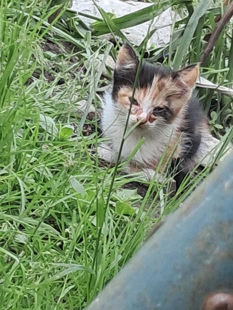 Donez pui de pisică