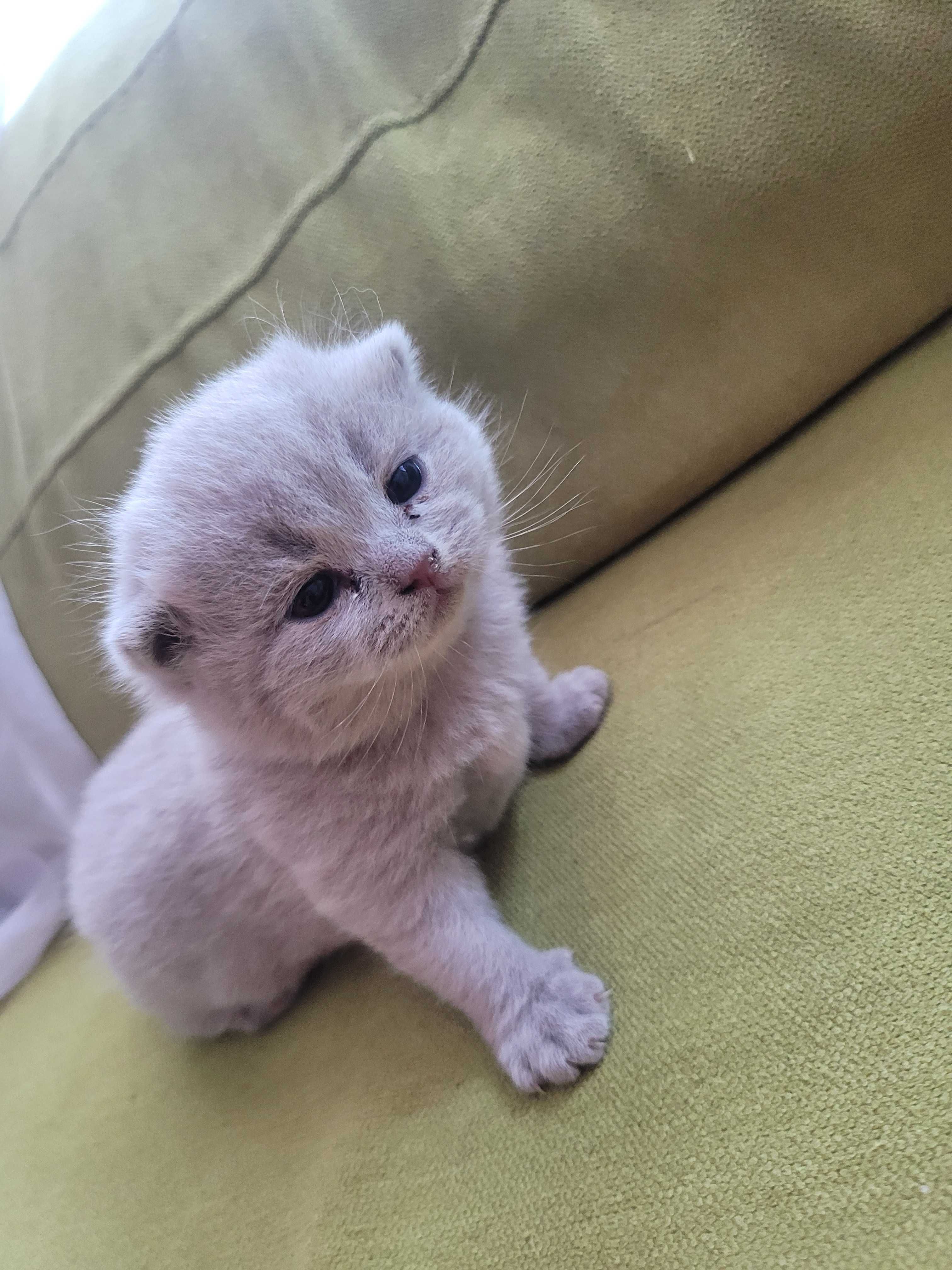 Котета "Британки"