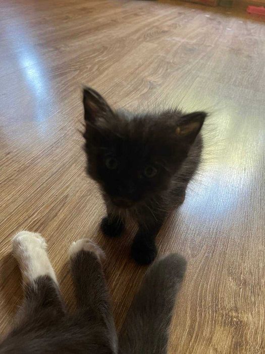 Uyda osgan va yaxshi sherik