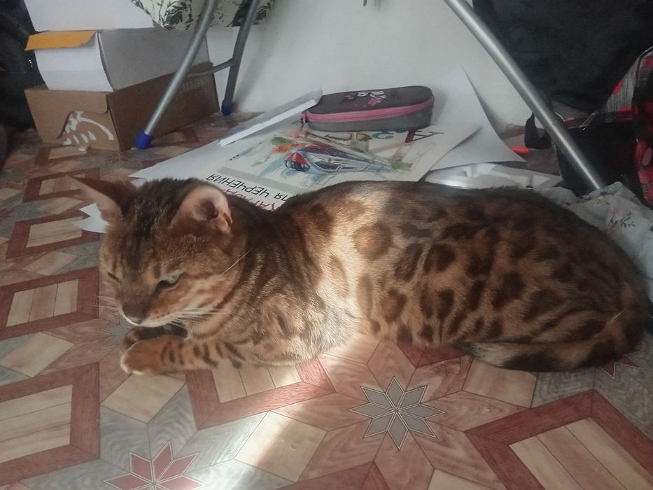 Продам бенгальскую кошку