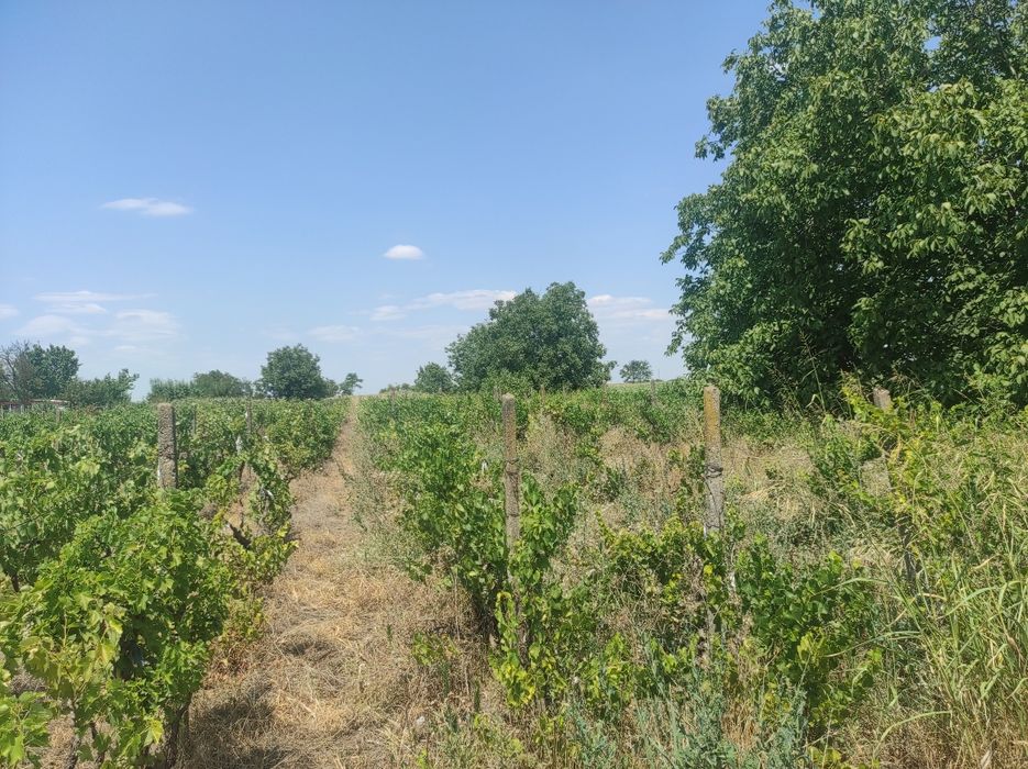 Vand urgent Teren extravilan Tudor Vladimirescu Braila