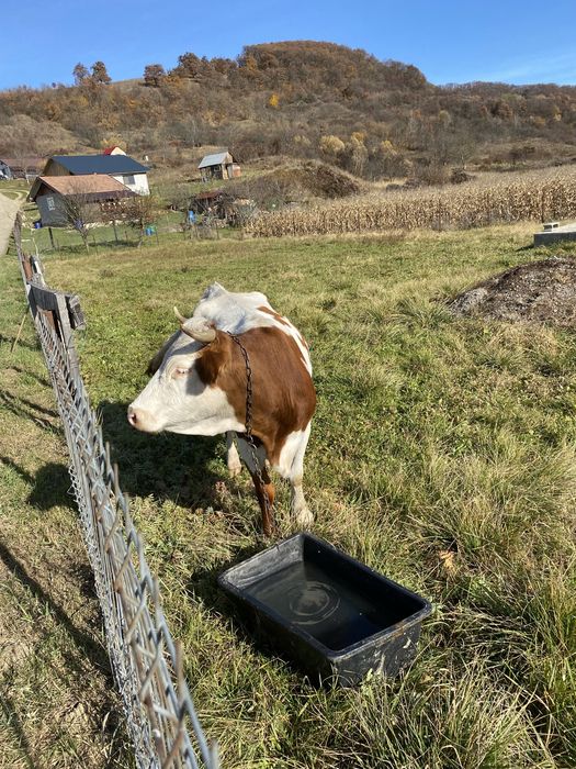 Vand 2 vaci cu vitei