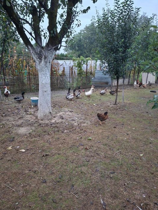 Vând Rațe negociabil!!!