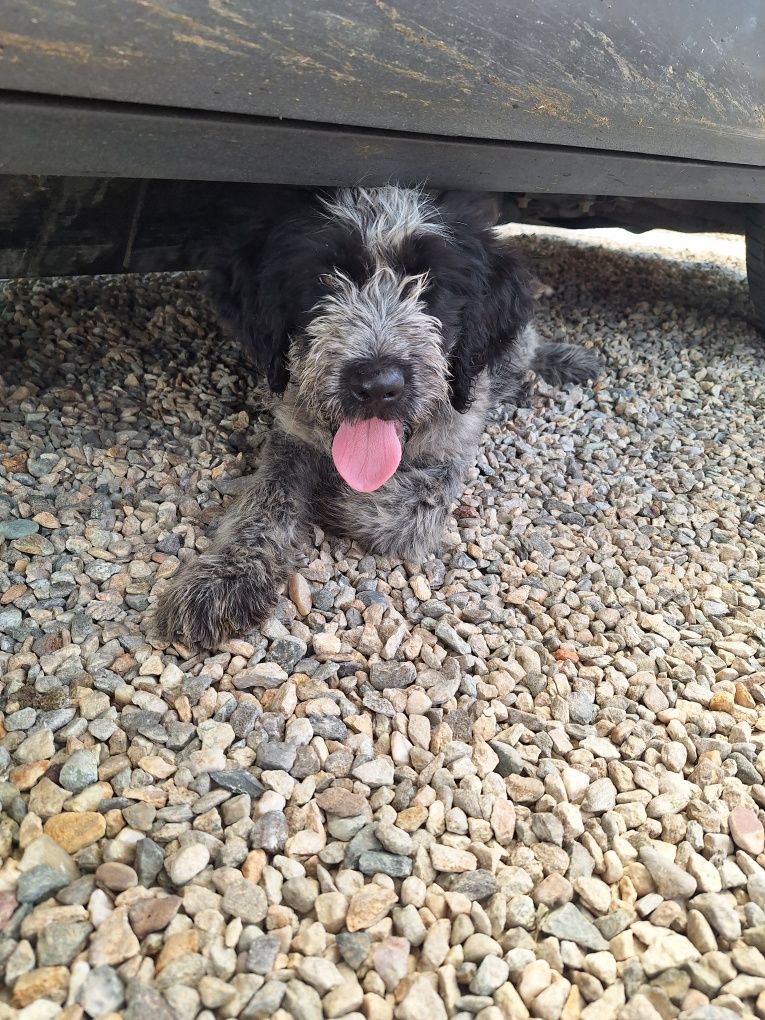 Cățel spre adopție