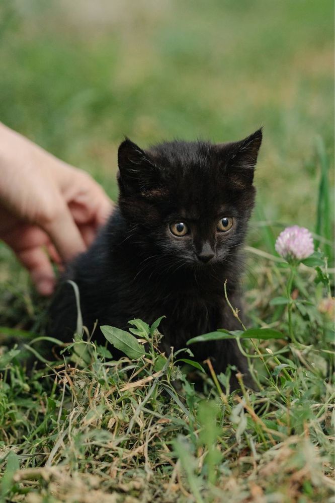 Котенок в добрые руки