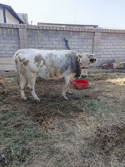 Сигир сотилади 8ойдан утган