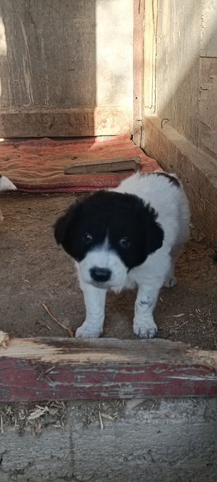 4 кученца Бордър коли си търсят нов стопанин