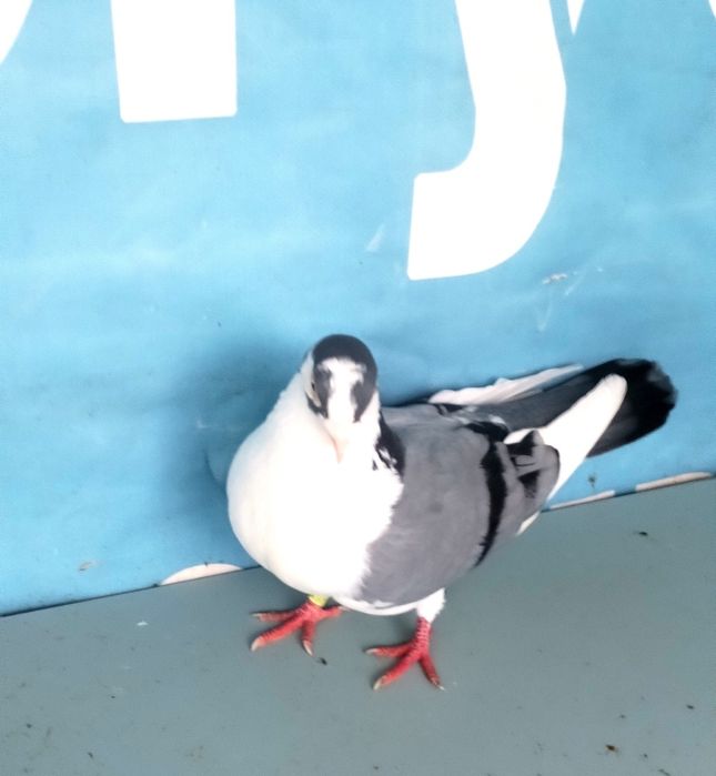 jucatori de galati cu joc și zbor