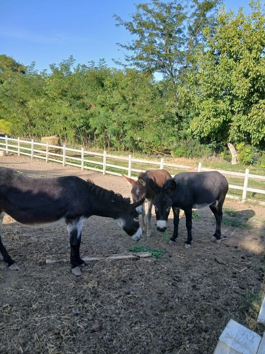 Magar 2 ani, Magatita gestanta de 2 ani si magarita 1 an.