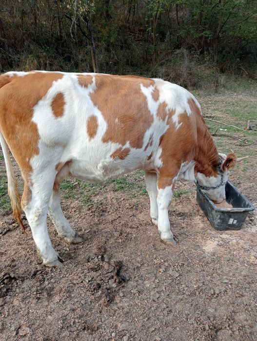 Vind juninca gestanta