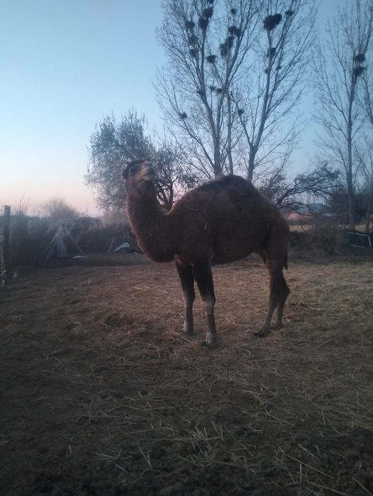 Туие сатылады. 4 жасар