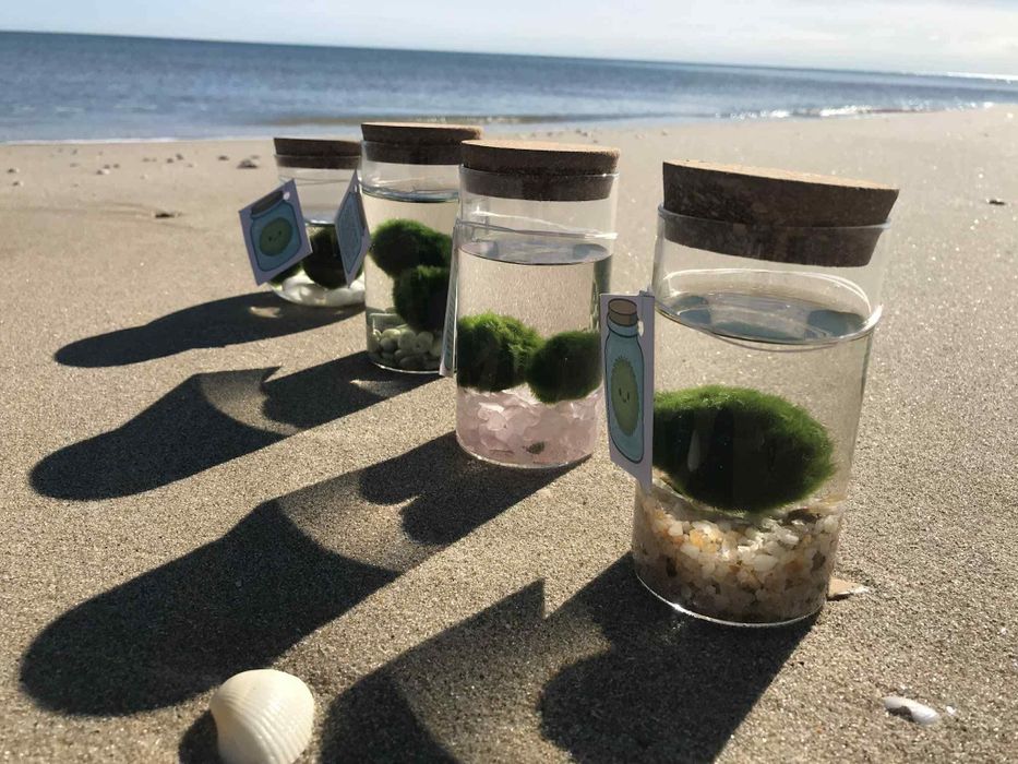 Вълшебно бурканче с Маримо - водораслото на желанията.