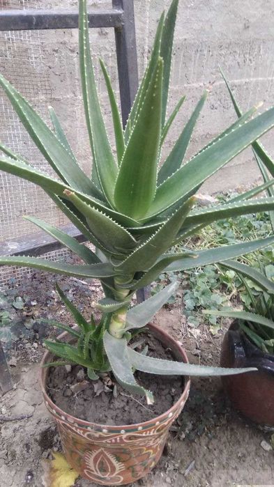 цветок алоэ.маленькие и большие