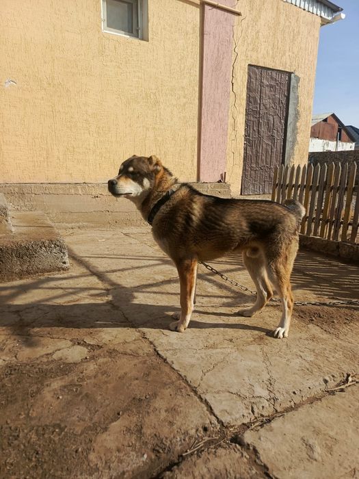 Төбет ит сатылады