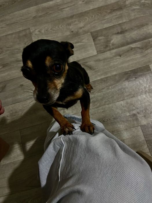 Продам собаку зовут Анжела