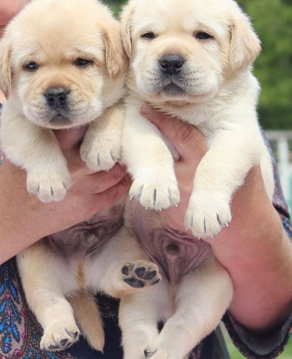 Малыши Лабрадор Ретривер