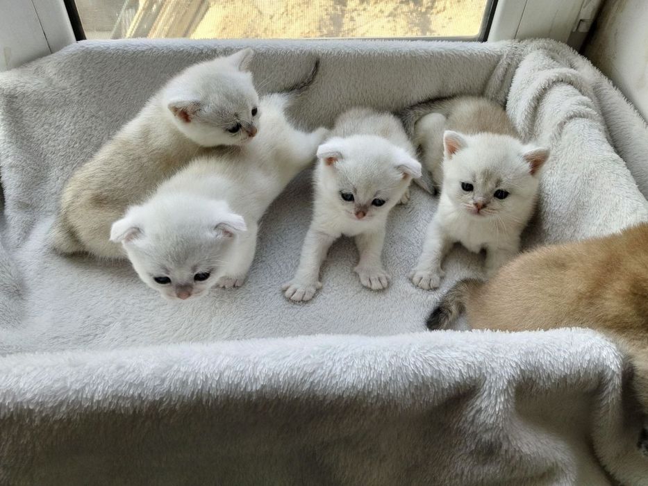 Породистые котята