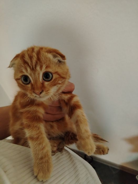 Scotish Fold toza parodali