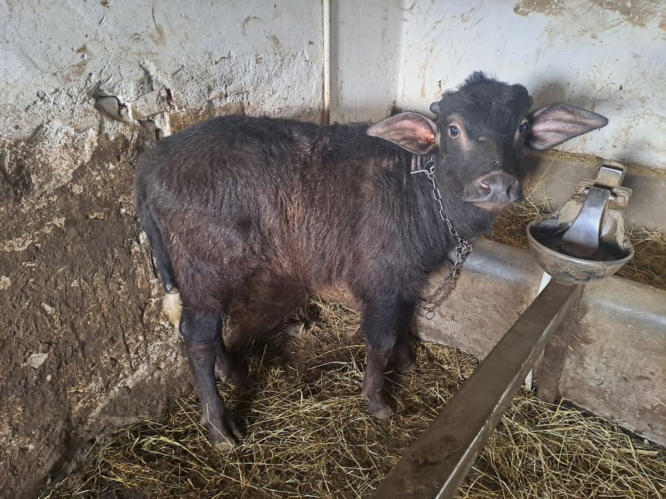 Vând vițel de bivol